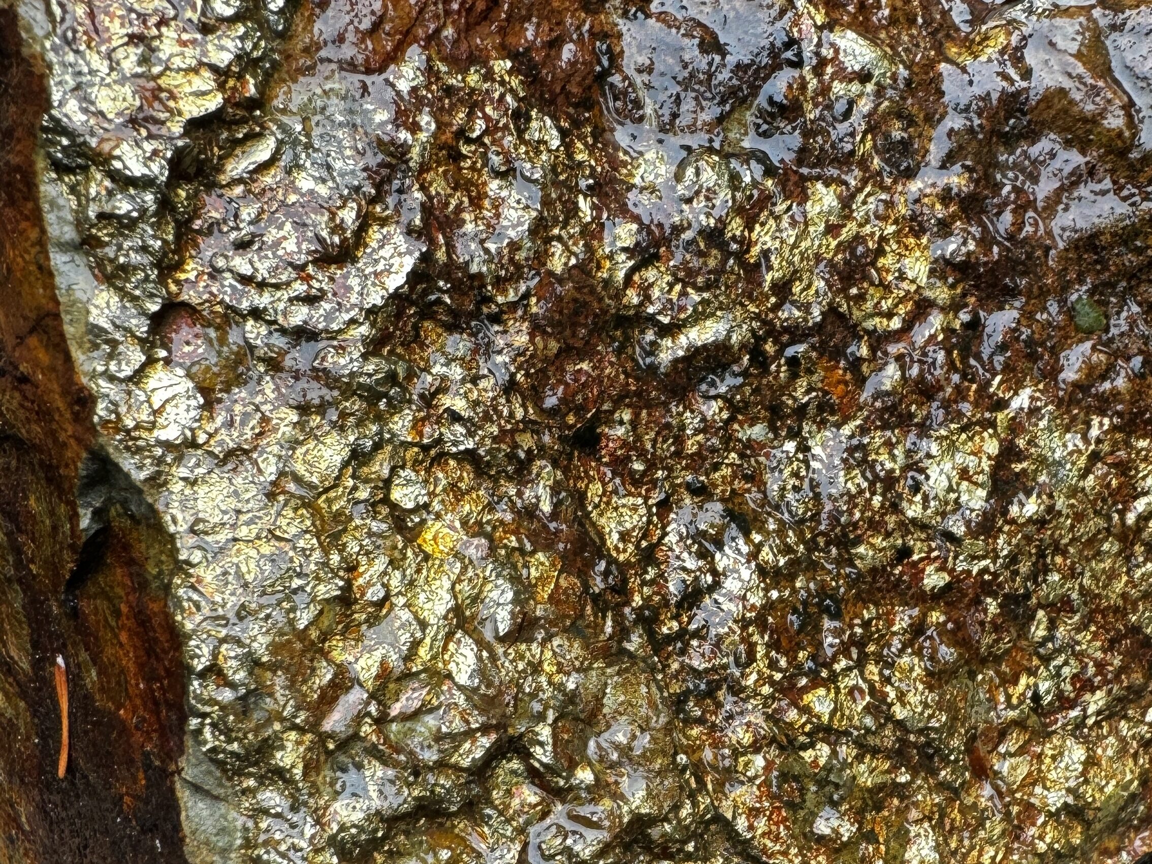 Close-up of golden-hued rock along Mesatchee Creek, resembling fool’s gold.