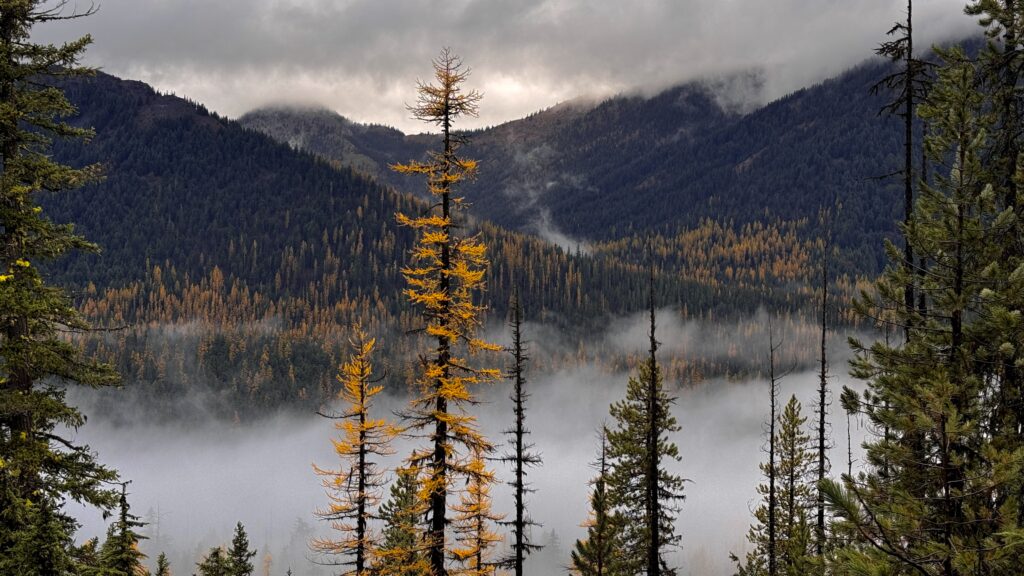 A misty view of golden larches amidst a dense forest in the William O. Douglas Wilderness, with mountains in the background.