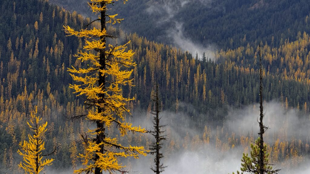 Mist-covered forested mountains with golden larches standing tall in the William O. Douglas Wilderness.