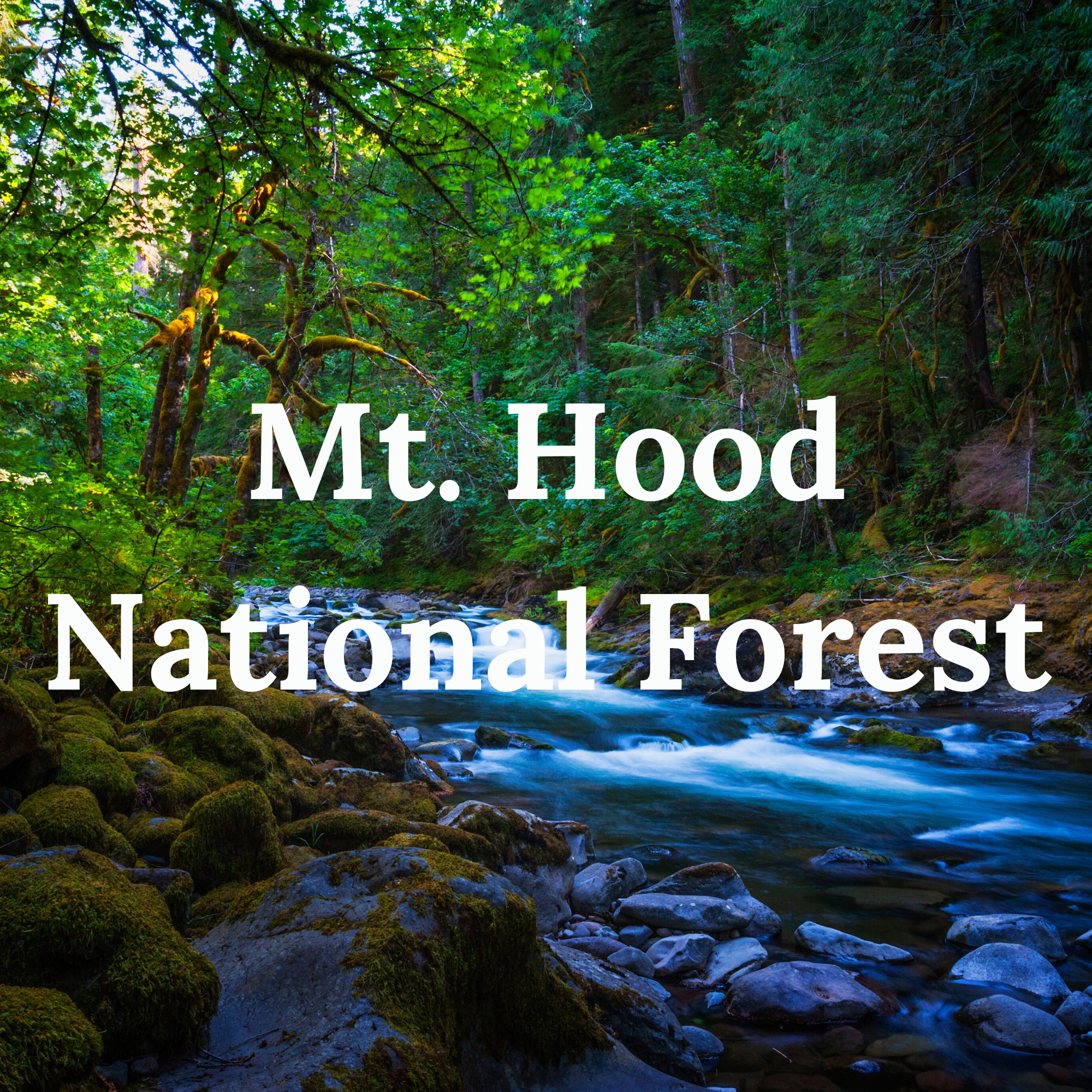 Mt. Hood National Forest with snow-capped Mt. Hood rising above the surrounding forest.