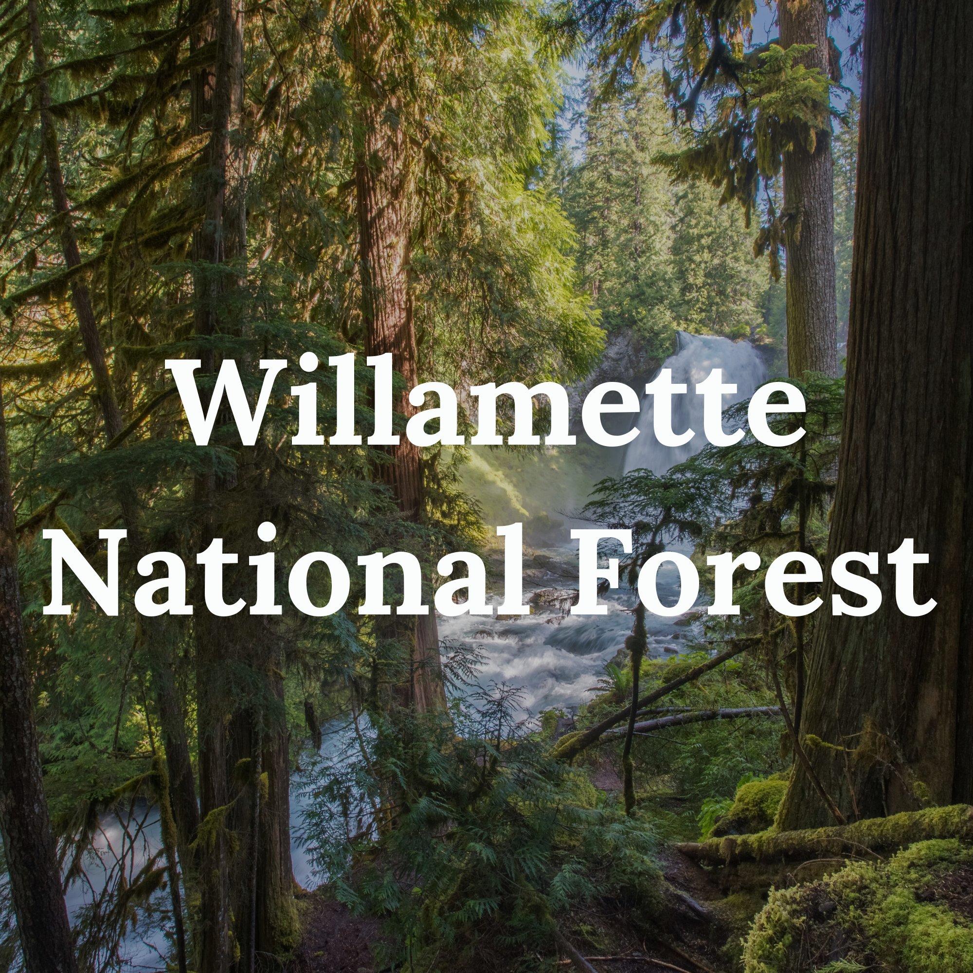 Willamette National Forest with a backdrop of mountains and dense evergreen trees.