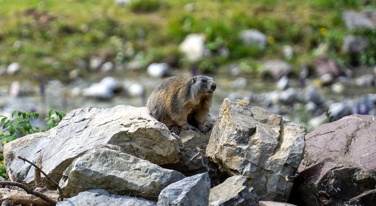 marmot, rodent, mammal