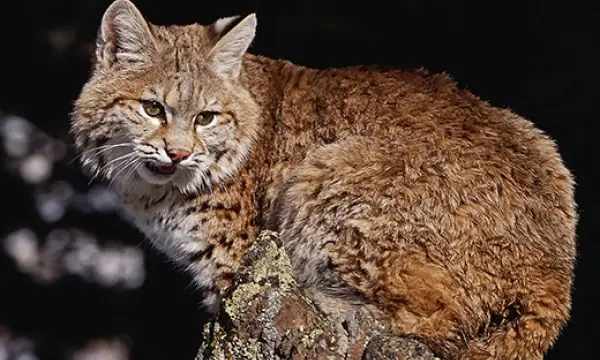 Bobcat
