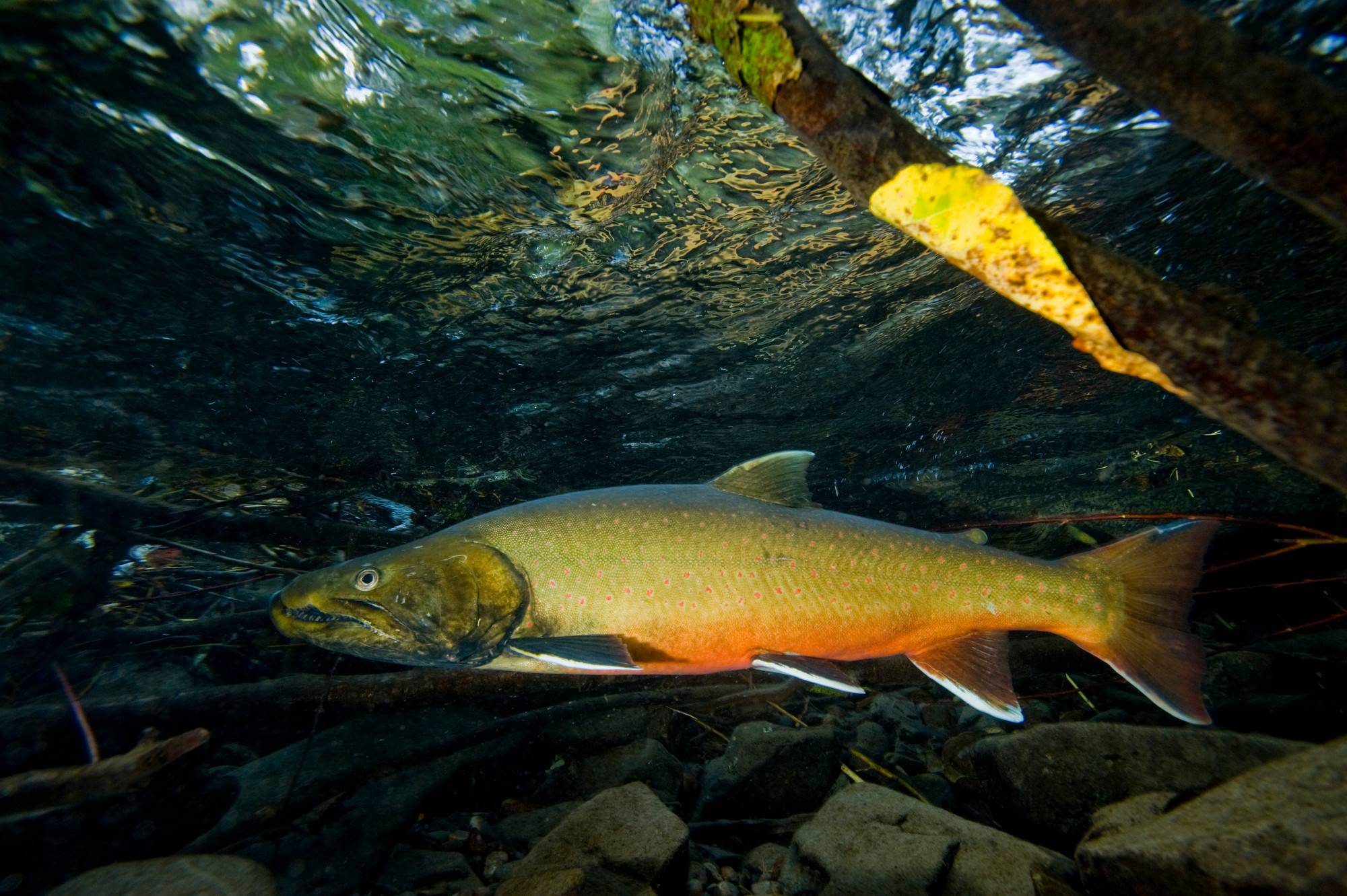Bull Trout
