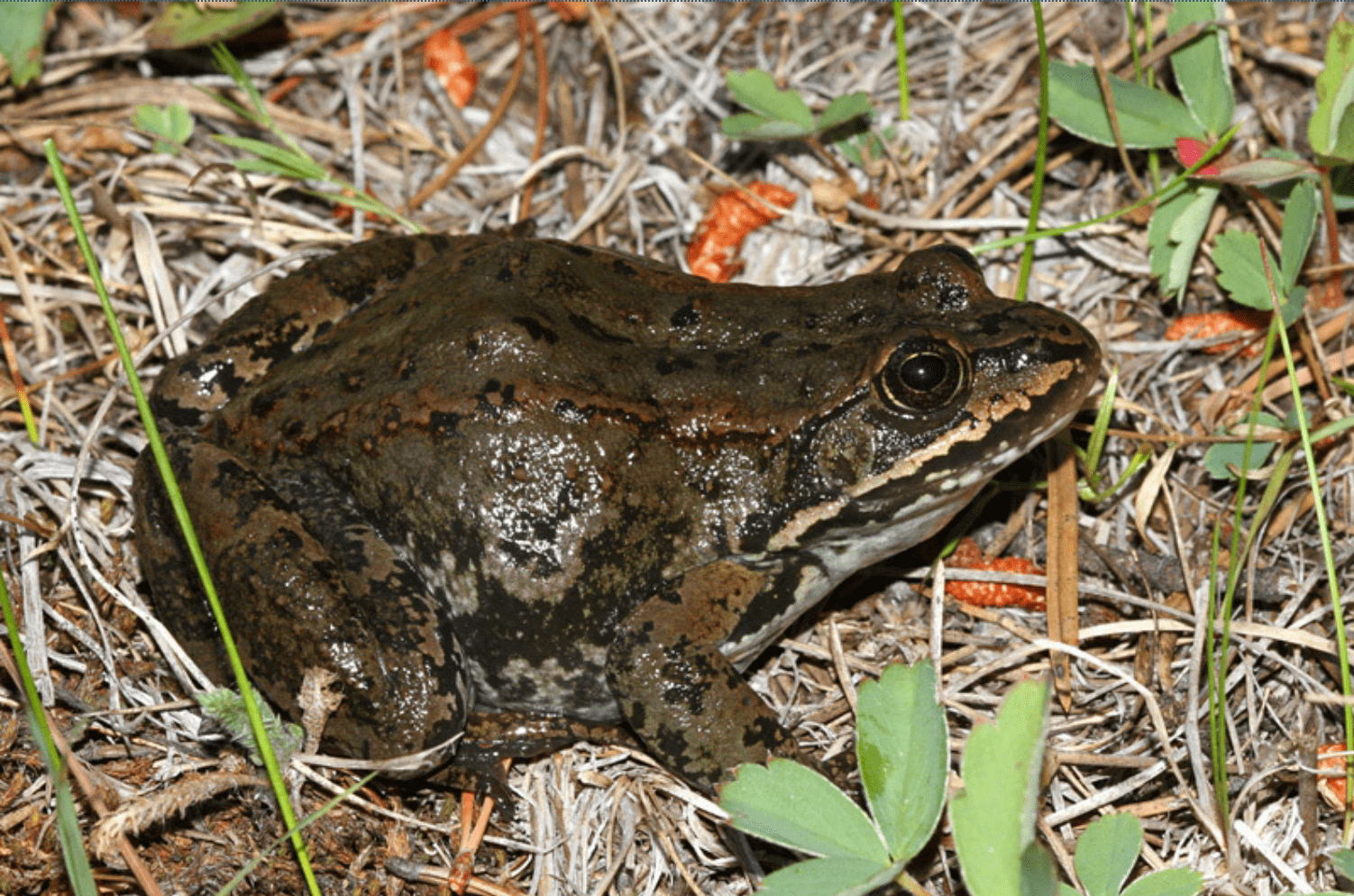 Columbia Spotted Frog